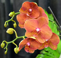 Orange Schmetterlingsorchidee Orchidee Samen Blumensamen zur Aussaat leuchtend Blüten Traditionssorte & ohne Gentechnik Samen Hausgarten