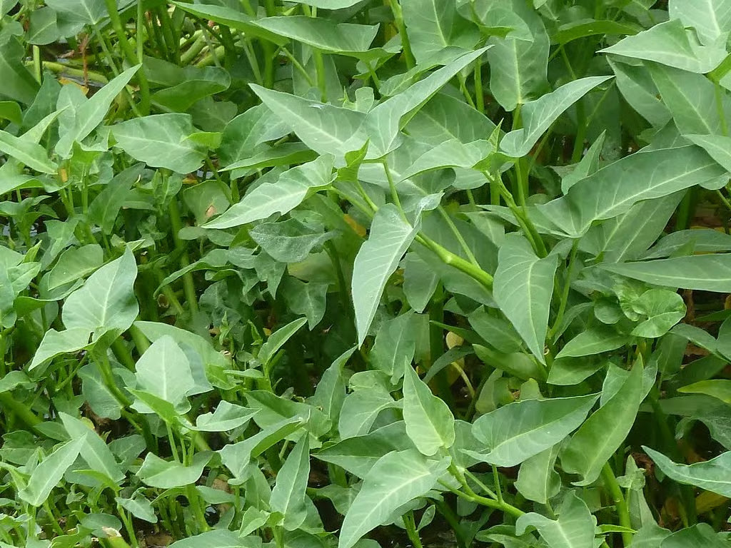Kalmi Saag Gemuese Samen