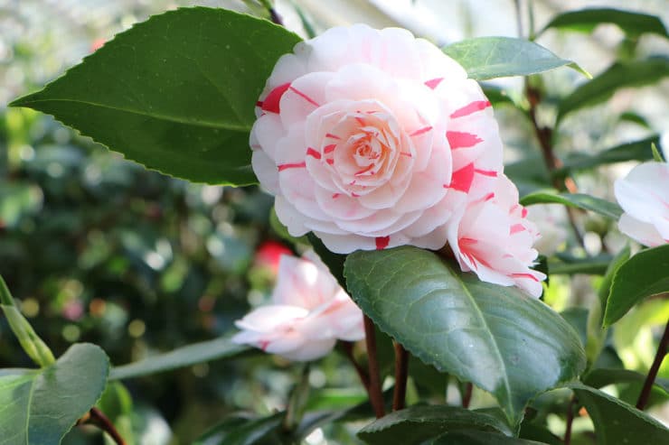 Rot Weiß Kamelie Japonica Blumensamen zur Aussaat Wildblume Mischung Traditionssorte & ohne Gentechnik Samen Hausgarten
