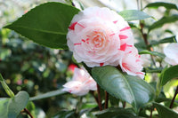 Rot Weiß Kamelie Japonica Blumensamen zur Aussaat Wildblume Mischung Traditionssorte & ohne Gentechnik Samen Hausgarten