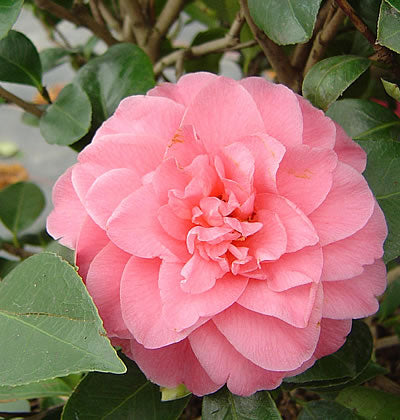 Kamelie Pfirsichfarben Blumensamen zur Aussaat leuchtend Blüten Traditionssorte & ohne Gentechnik Samen Hausgarten