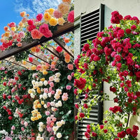 kletternd Blumensamen zur Aussaat – Drought verträglich – Traditionssorte & ohne Gentechnik Samen Hausgarten