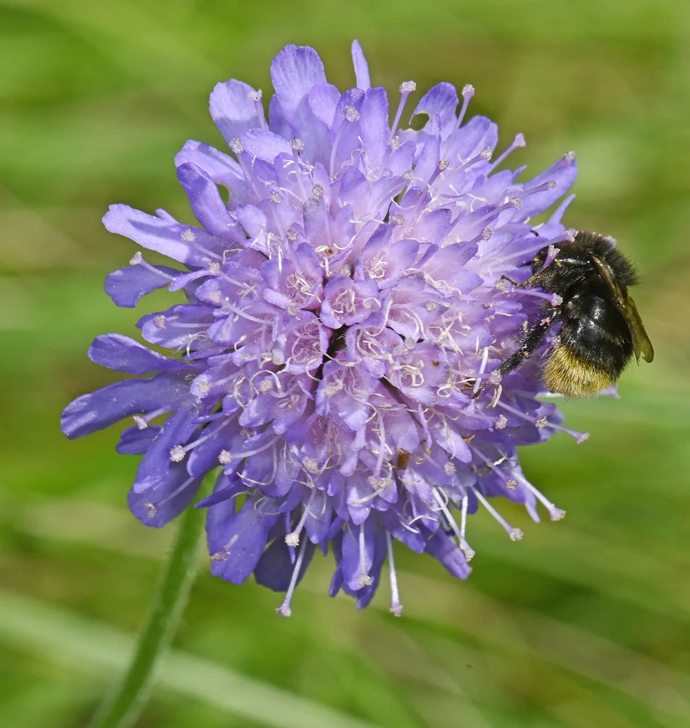 Gelb Scabious Blumensamen zur Aussaat – Anzucht – Traditionssorte & ohne Gentechnik Samen Hausgarten