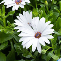 Weiß Kapkörbchen Blumensamen einfache Aussaat