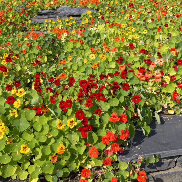 Kapuzinerkresse Blumensamen zur Aussaat lang Blüte Saison Traditionssorte & ohne Gentechnik Samen Hausgarten