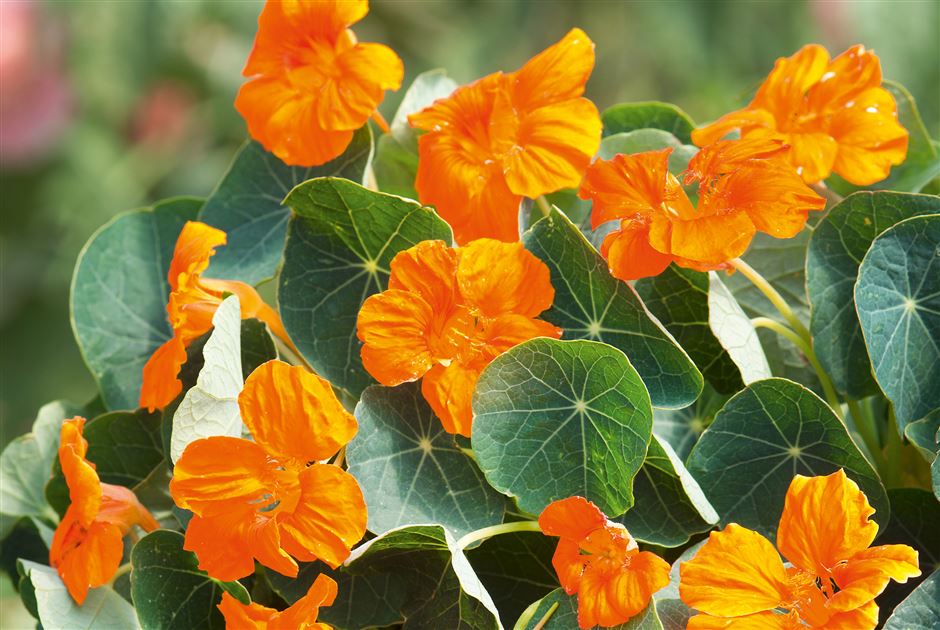 Orange Kapuzinerkresse Blumensamen zur Aussaat – duftend Blüten – Traditionssorte & ohne Gentechnik Samen Hausgarten