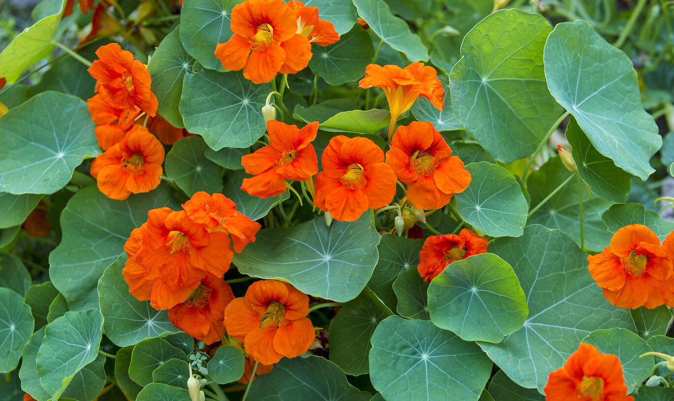 Kapuzinerkresse Blumensamen zur Aussaat lang Blüte Saison Traditionssorte & ohne Gentechnik Samen Hausgarten