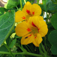 Gelb Tropaeolum Majus Blumensamen zur Aussaat saisonal Dauerblüher Traditionssorte & ohne Gentechnik Samen Hausgarten