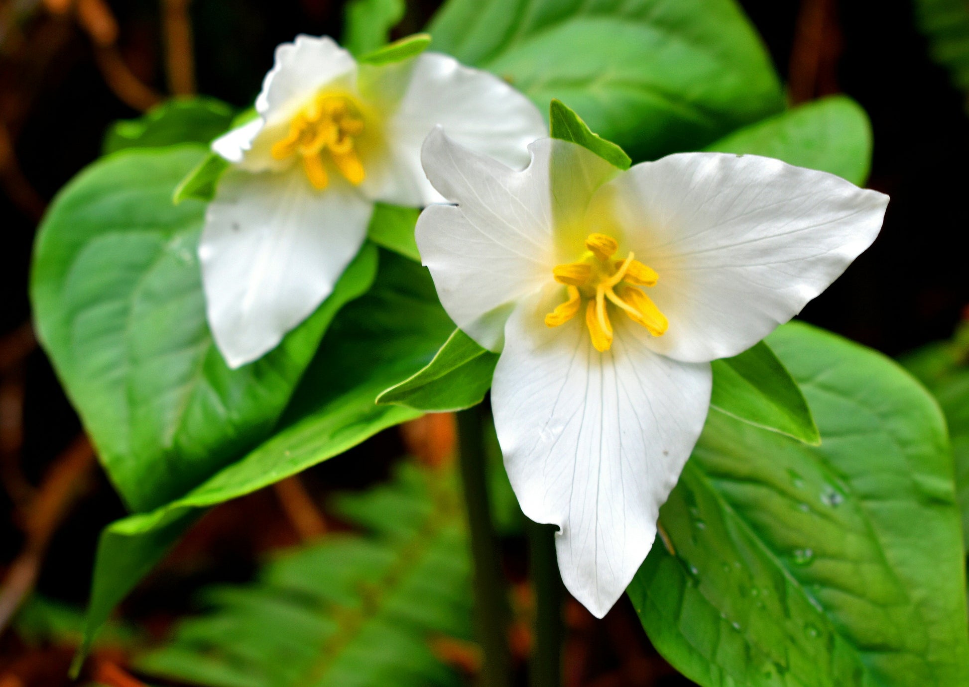 Trillium Blumensamen zur Aussaat Halbschatten verträglich Traditionssorte & ohne Gentechnik Samen Hausgarten