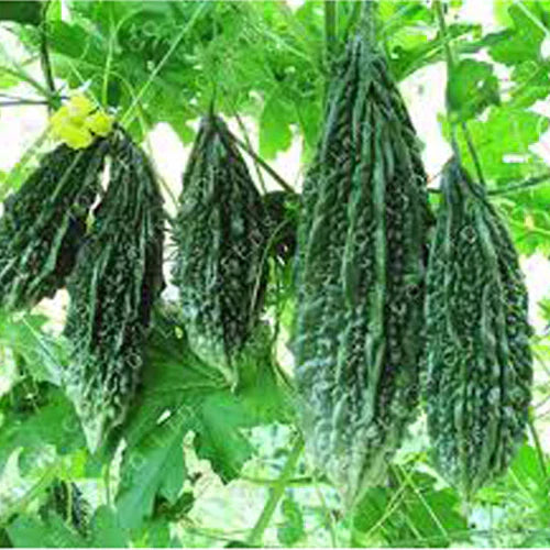 Karela vines wachsend in garten aus samen