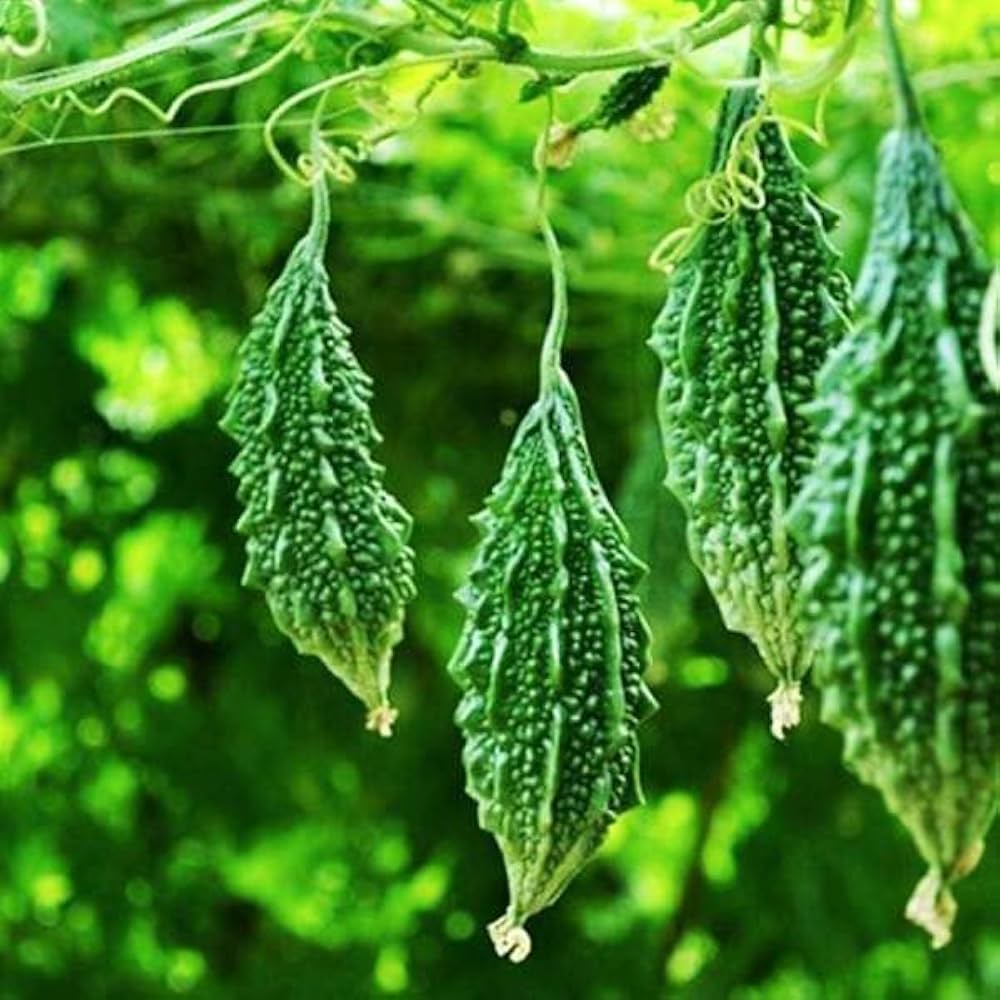 Karela samen für aussaat non gmo variety