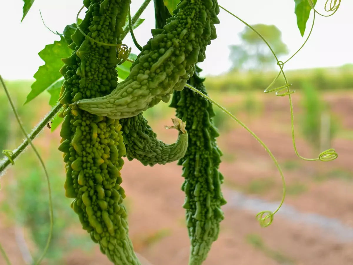 Karela pflanzen gezogen aus samen on trellis