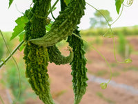 Karela pflanzen gezogen aus samen on trellis