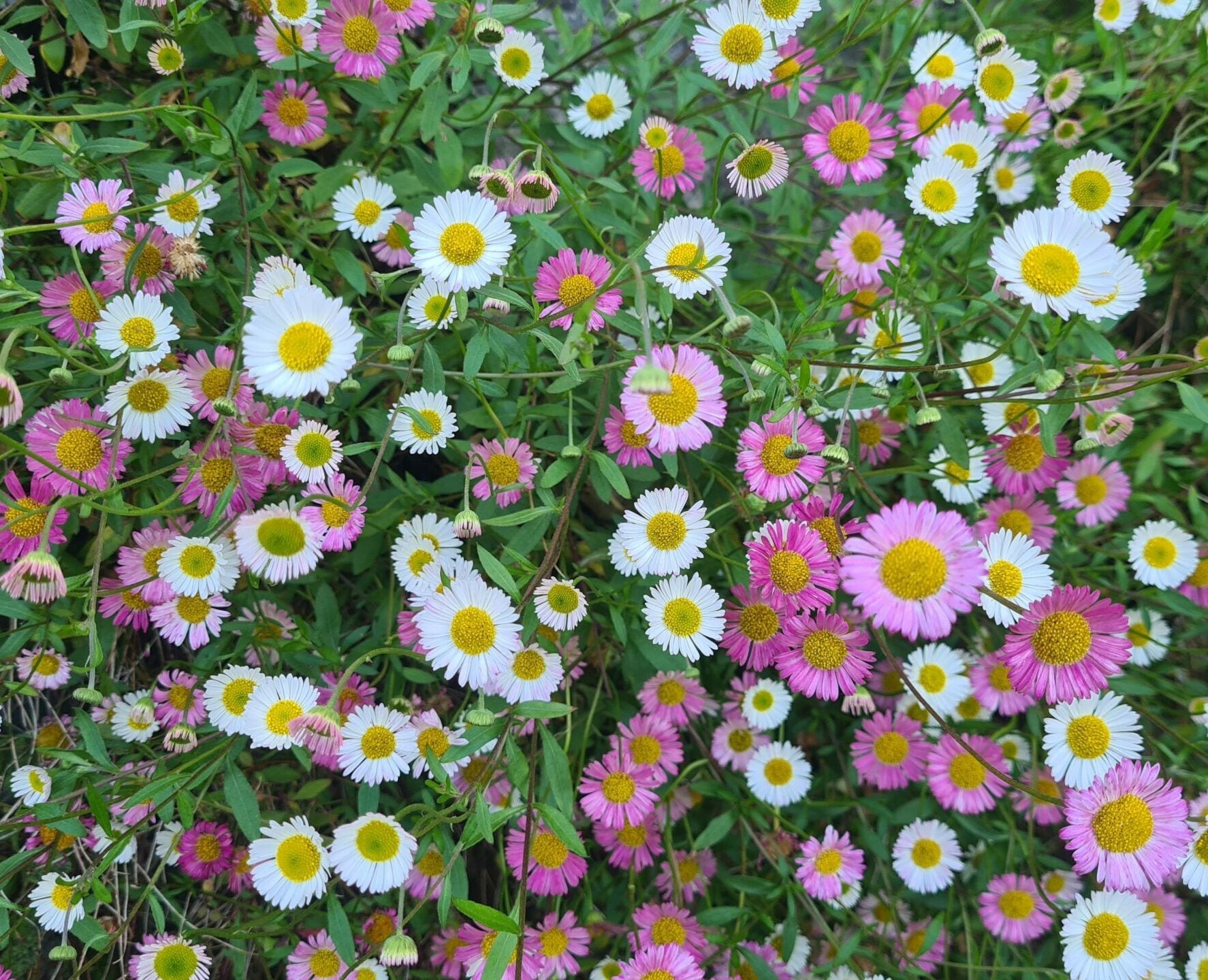 Mixed karvinskianus blumen in a rock garten