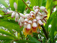 Kat Ginger Samen Alpinia katsumadai
