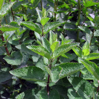 kaufen green cat mint vegetable samen pflanzung tips Stück, 100 Stück
