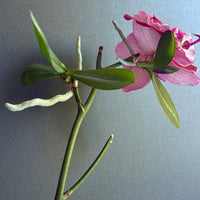 Keiki Orchids Blumensamen zur Aussaat duftend Blüten Traditionssorte & ohne Gentechnik Samen Hausgarten