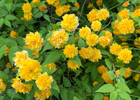 Kerria Blumensamen zur Aussaat lang Blüte Saison Traditionssorte & ohne Gentechnik Samen Hausgarten