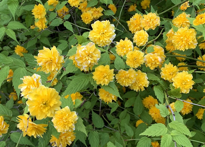 Gelb Kerria Japonica Blumensamen zur Aussaat – pflegeleicht – Traditionssorte & ohne Gentechnik Samen Hausgarten