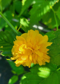 Kerria Blumensamen zur Aussaat lang Blüte Saison Traditionssorte & ohne Gentechnik Samen Hausgarten