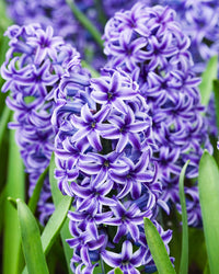 Violett Hyacinth Blumensamen zur Aussaat – Landhaus Garten wichtig – Traditionssorte & ohne Gentechnik Samen Hausgarten