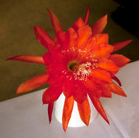 Orange Cherokee Blumensamen zur Aussaat – hochwertige Qualitäts- – Traditionssorte & ohne Gentechnik Samen Hausgarten