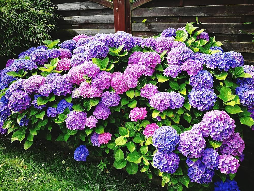 Khaki hydrangea blume samen for elegant garten anpflanzung
