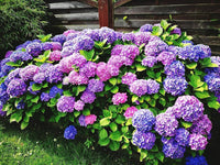 Khaki hydrangea blume samen for elegant garten anpflanzung

