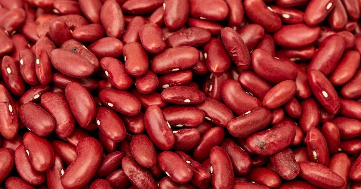 Red kidney bean seedlings wachsend aus samen