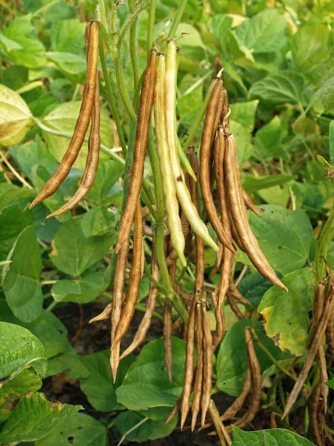 Red pole kidney bean vine samen für productive growth