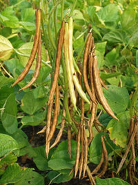 Red pole kidney bean vine samen für productive growth