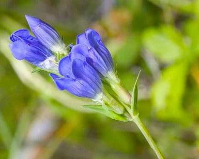 Blau Gentiana Sceptrum Blumensamen zur Aussaat Anzucht Traditionssorte & ohne Gentechnik Samen Hausgarten