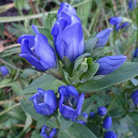Blau gentiana sceptrum blume samen for anpflanzung easy to grow heirloom & gmo free samen for home garten 
 
 sale samen for home garten anpflanzung