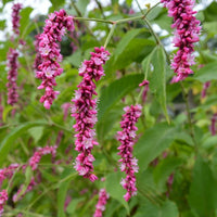 Kiss Me Over the Garten Gate Kraut with vibrant magenta-pink blooms