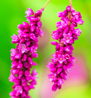 Kiss Me Over the Garten Gate Pflanze with feathery magenta-pink Blume spikes