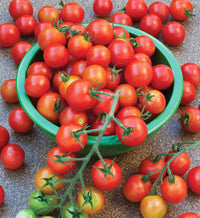 Tomato pflanze in kitchen garten patch