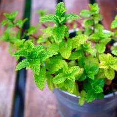 Kitchen Kraut Garten with mint Pflanzen
