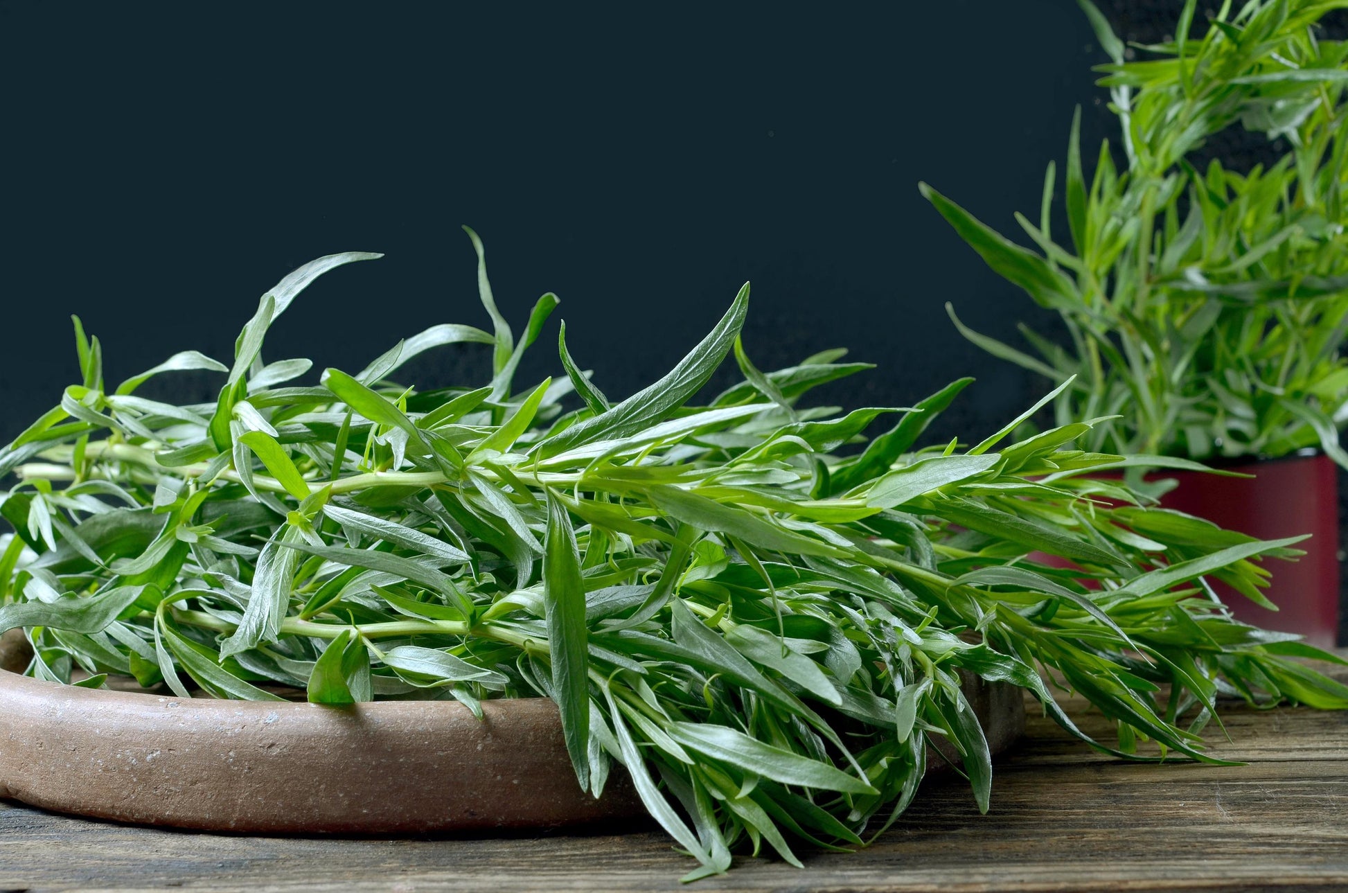 Mature Kitchen Tarragon Anbau in full sun