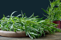 Mature Kitchen Tarragon Anbau in full sun
