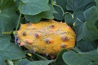 Kiwano samen horned melon variety für home garten aussaat