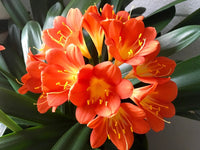 Lilie Mischung Clivia Blumensamen zur Aussaat – farbenfroh und robust Blüten