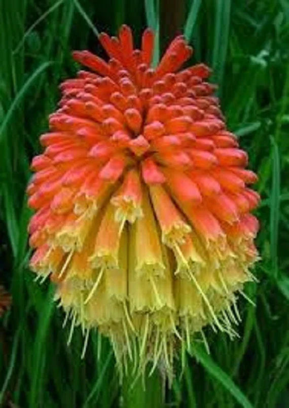 Kniphofia pflanzen adding color to garten borders