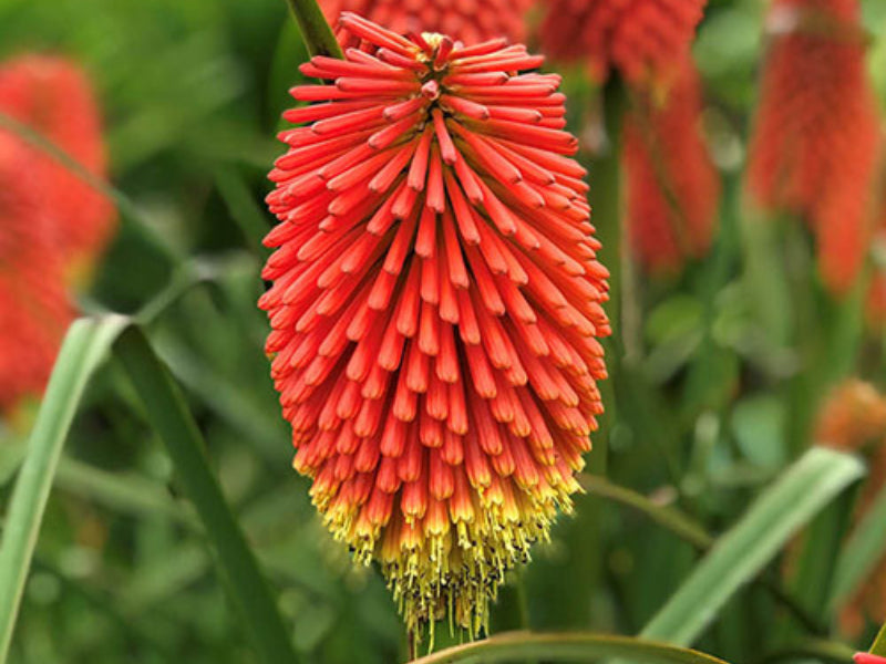 Traditionssorte Kniphofia Blumensamen zur Aussaat Bestäuber freundlich Traditionssorte & ohne Gentechnik Samen Hausgarten