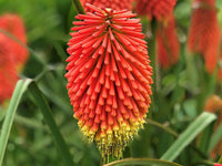 Traditionssorte Kniphofia Blumensamen zur Aussaat Bestäuber freundlich Traditionssorte & ohne Gentechnik Samen Hausgarten