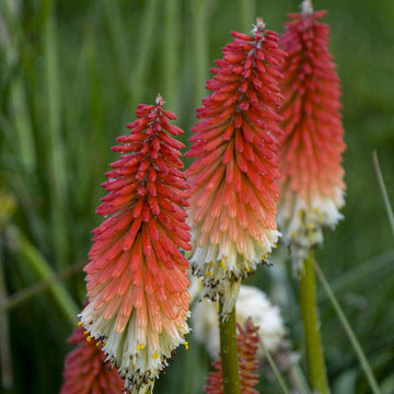Traditionssorte Kniphofia Blumensamen zur Aussaat Bestäuber freundlich Traditionssorte & ohne Gentechnik Samen Hausgarten