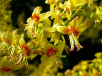 Rot Koelreuteria Blumensamen – einfache Aussaat leuchtend Gärten