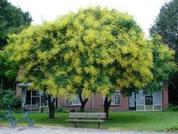 Koelreuteria Baum Blumensamen zur Aussaat Wildblume Mischung Traditionssorte & ohne Gentechnik Samen Hausgarten