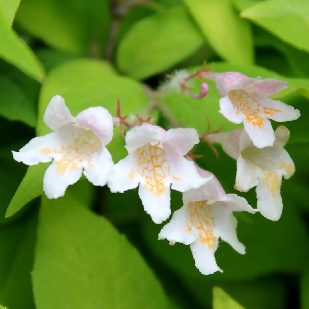 Step-by-step guide for wachsend kolkwitzia seedlings