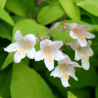 Step-by-step guide for wachsend kolkwitzia seedlings