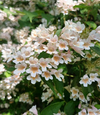 Kolkwitzia beauty bush with weiß blooms in garten